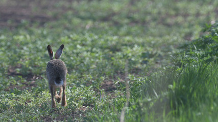 Wild brown hare runs along a farm meadow in the spring