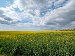Obraz premium Beautiful landscape of bright yellow rapeseed in spring. Yellow flowers of rapeseed. Blue sky with white clouds over the field.