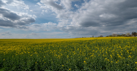 Fototapeta premium Beautiful landscape of bright yellow rapeseed in spring. Yellow flowers of rapeseed. Blue sky with white clouds over the field.