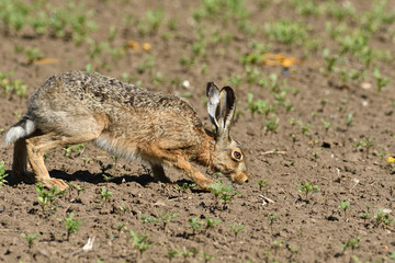Brown hare eats spring grass on the meadow