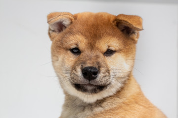Shiba puppy in Studio