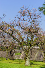 春の江戸城の乾濠と北桔橋門の風景