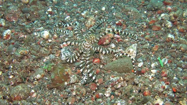 Wunderpus octopus (Wunderpus photogenicus) is hunting on sandy area. Underwater world. Tulamben, Bali, Indonesia.