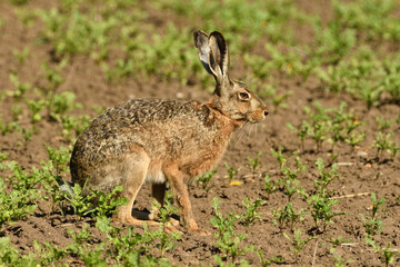 Portrait of brown hare wildlife on the meadow field