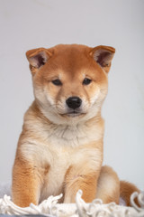 Shiba puppy in Studio