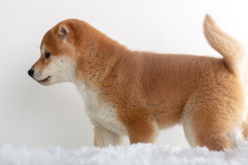Shiba puppy in Studio