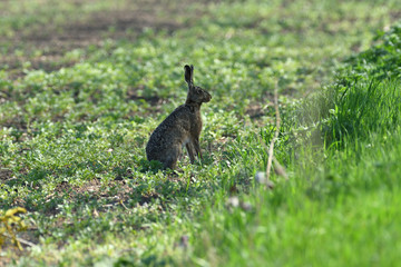 Wild brown hare runs along a farm meadow in the spring