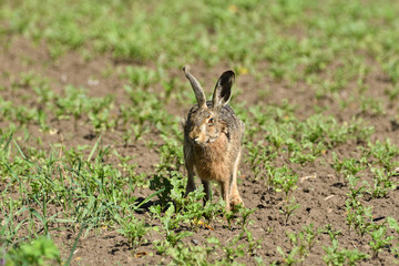 Portrait of brown hare wildlife on the meadow field