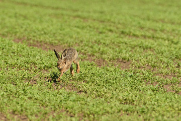 Wild brown hare runs along a farm meadow in the spring