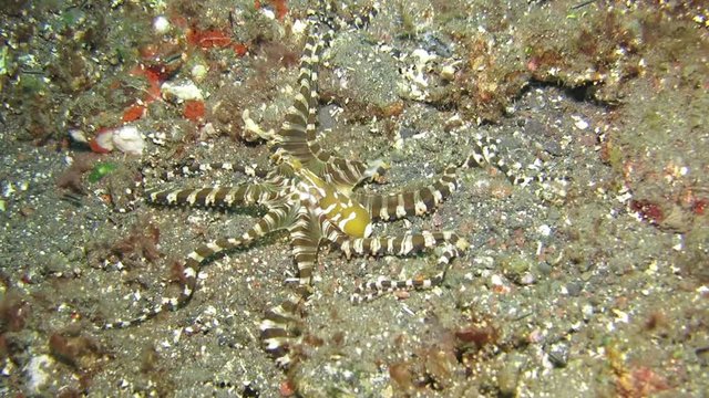 Wunderpus octopus (Wunderpus photogenicus) is hunting on sandy area. Underwater world. Tulamben, Bali, Indonesia.