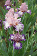 Naklejka premium Iris rose au jardin