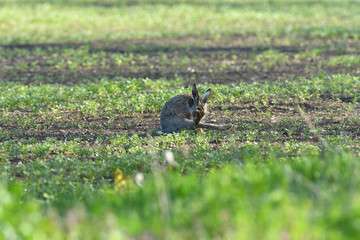 Brown hare eats spring grass on the meadow