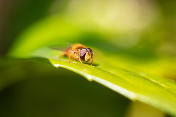 hover fly head 2