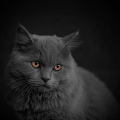 Naklejka na ściany i meble British cat in the dark with orange eyes