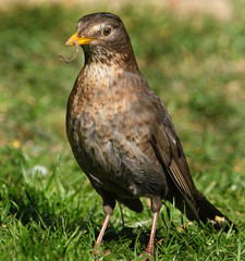 Female Blackbird looking for food in urban house garden.