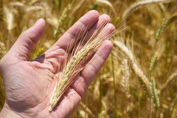 Kłosy pszenicy przed żniwami © piotrszczepanek