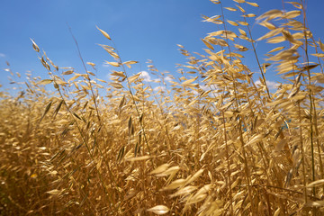 Dojrzałe zboże na tle nieba © piotrszczepanek