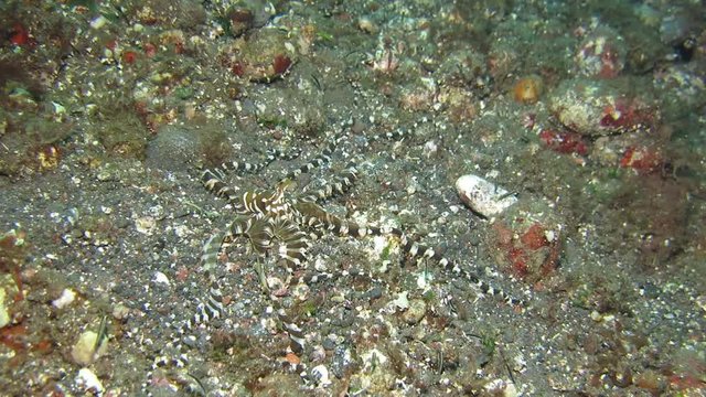 Wunderpus octopus (Wunderpus photogenicus) is hunting on sandy area. Underwater world. Tulamben, Bali, Indonesia.