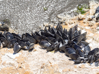 Mussels on rocks at low tide, natural coastal environment.