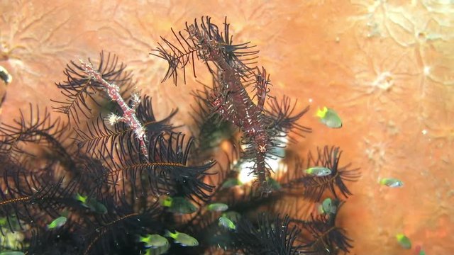 Ornate ghost pipefish -Solenostomus paradoxus. Underwater world. Tulamben, Bali, Indonesia.