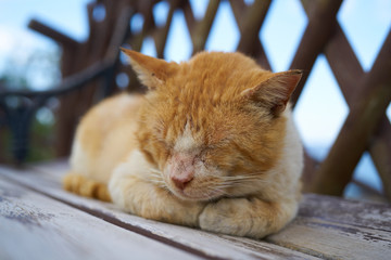 Śpiący kot na ławce w słoneczny dzień - obrazy, fototapety, plakaty
