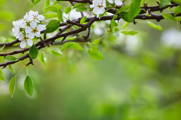 flowers pears