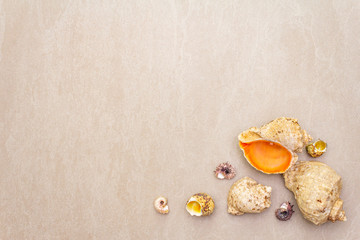 Seashells summer background. Lots of different seashells piled together, copy space, frame, top view.