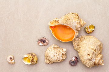 Seashells summer background. Lots of different seashells piled together, copy space, top view, close up.