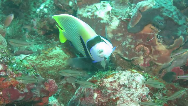 Cleaning station, morey eel, grouper, diver, angel ffish. Underwater world. Tulamben, Bali, Indonesia.