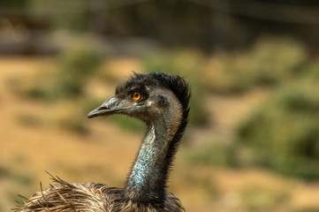 Emu Head Centre