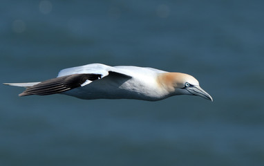 Gannets at Bempton colony on the chalk cliffs, east coast of Yorkshire, UK.