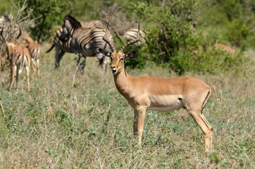 Impala, male, Aepyceros melampus