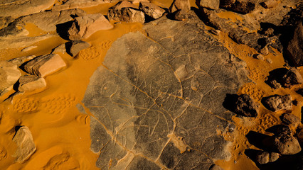 Cow - Cave paintings and petroglyphs at TamezguidaAlgeria