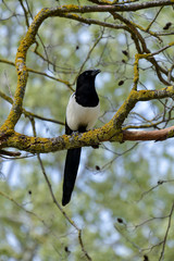 Pie bavarde,.Pica pica, Eurasian Magpie