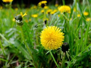 yellow dandelion flowers in the forest close up