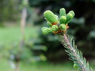 young spruce needles close up