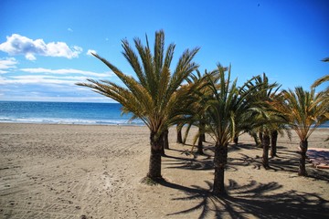 Oasis of palm trees on the beach in southern Spain