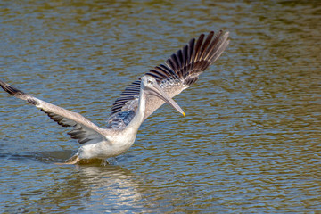 Great white pelican taking flight - river in Africa - The Gambia
