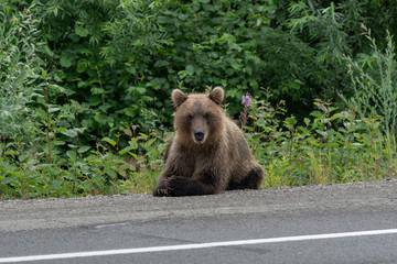 Young wild hungry Kamchatka brown bear lies on asphalt road, heavily breathing, sniffing and looking around. Eurasia, Russian Far East, Kamchatka Peninsula.