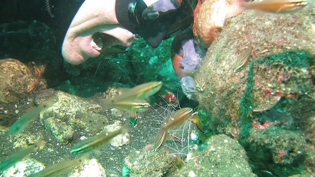 Cleaning station, morey eel, grouper, diver, angel ffish. Underwater world. Tulamben, Bali, Indonesia.