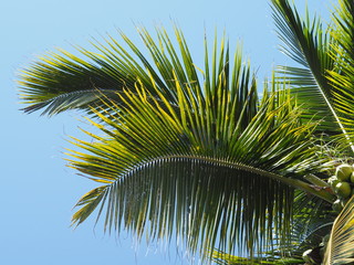 Fototapeta na wymiar Coconut tropical on the beach.