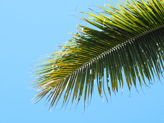 Coconut tropical on the beach.
