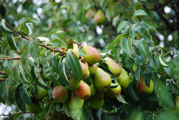 Viele reife Birnen hängen am Baum