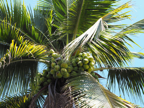 Coconut tropical on the beach.