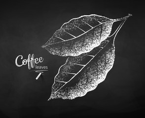 Chalk drawn sketch of coffee leaves