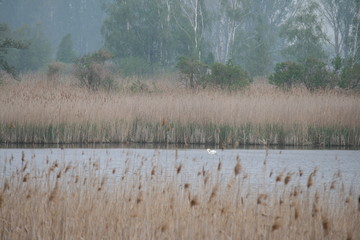 Einsamer Schwan auf einem See