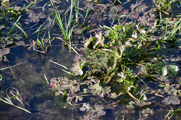 Green plant growing in water.