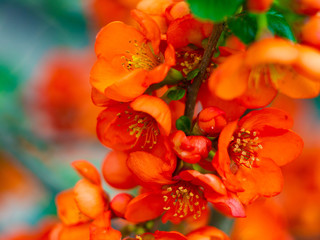 Bright orange flowers on the bush