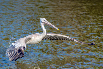 Great white pelican taking flight - river in Africa - The Gambia