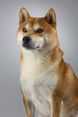 portrait of a shiba inu